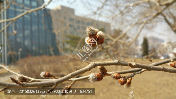 春天楊樹(shù)即將綻開(kāi)的花枝