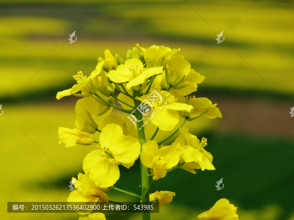 油菜花