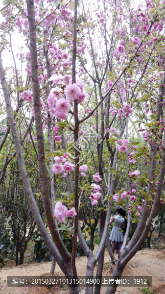 櫻花