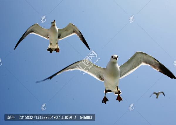 海鷗