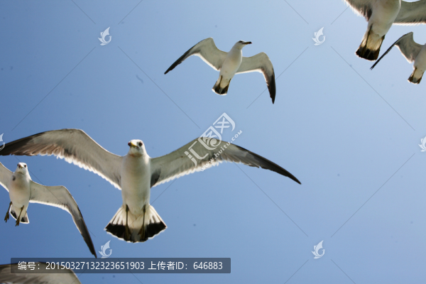 海鷗