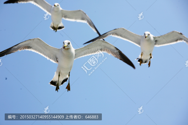 海鷗