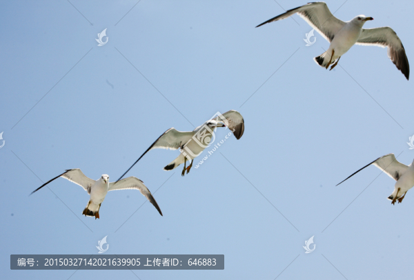 鳥語花香,海鷗,白色海鷗
