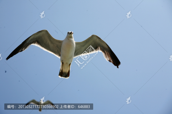 海鷗