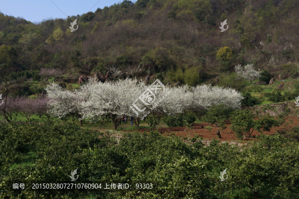 李花