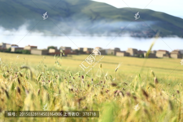 稻田麥穗圖高清