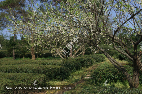 李花