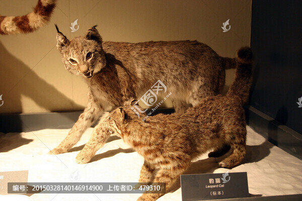 動物標(biāo)本,豹貓