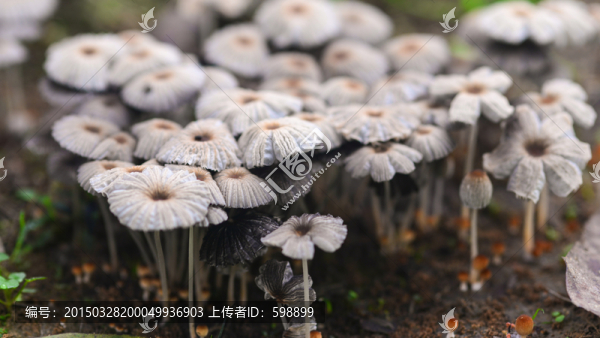白蘑菇