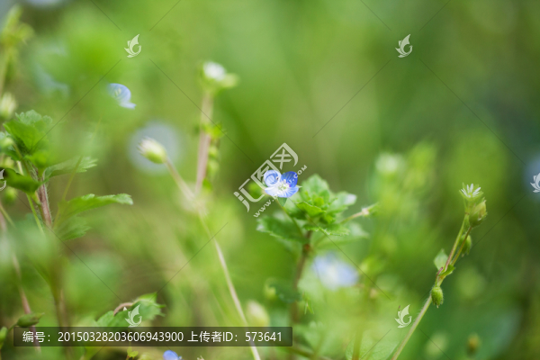 小藍花