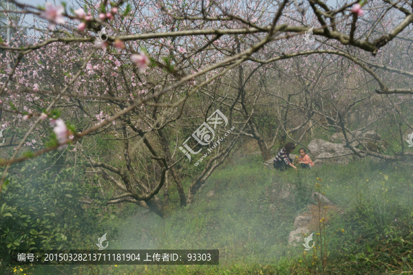 看桃花