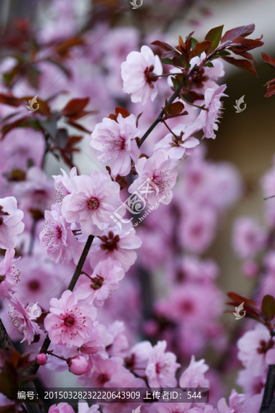 櫻花