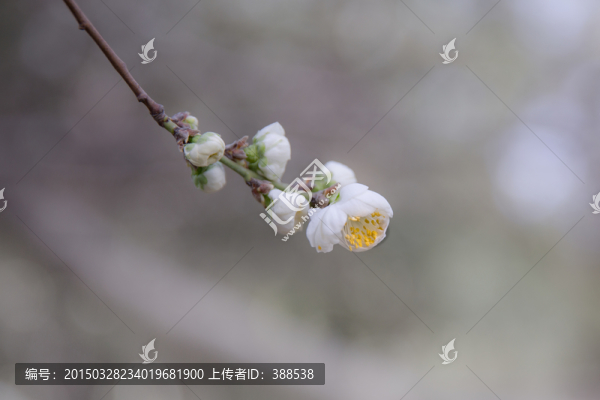 清明時(shí)節(jié)杏花村