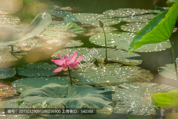 荷花