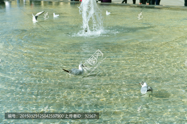 野生海鷗