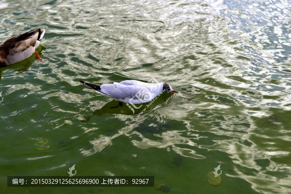 海鷗