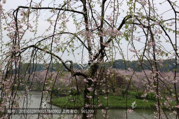 垂絲海棠