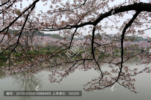 櫻花