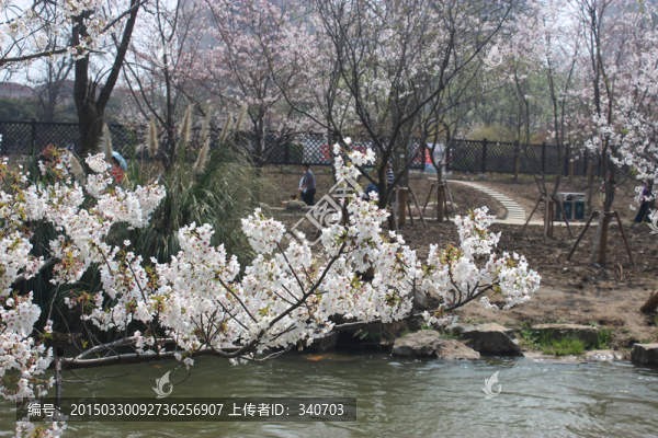 櫻花