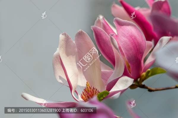 玉蘭花,木蘭