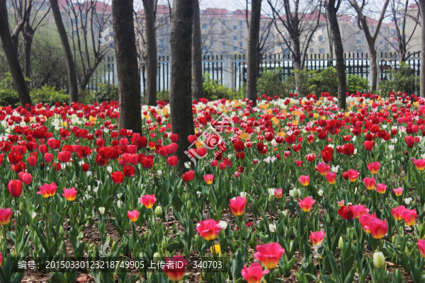 郁金香花海