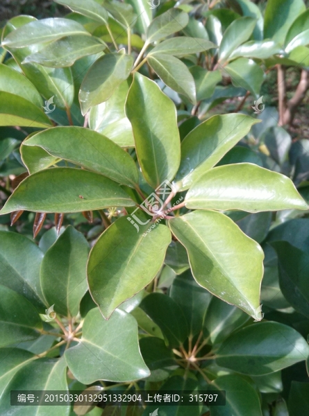 樹(shù)葉