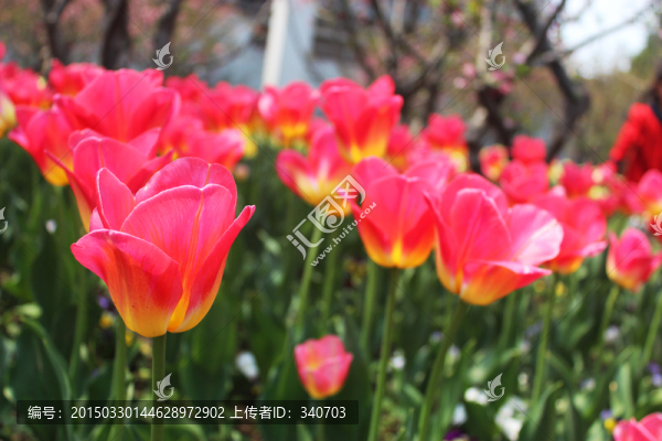 紅色郁金香