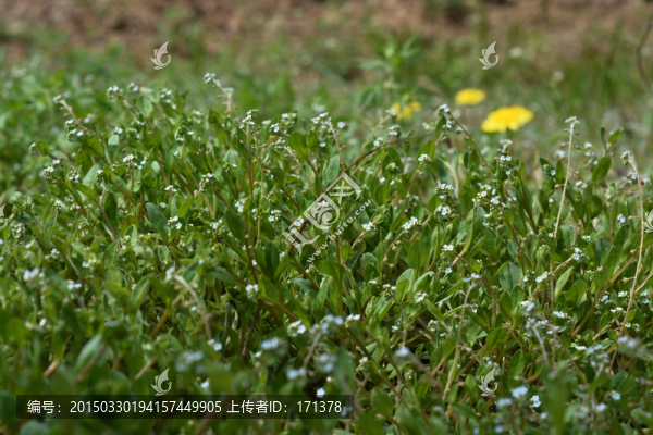 草