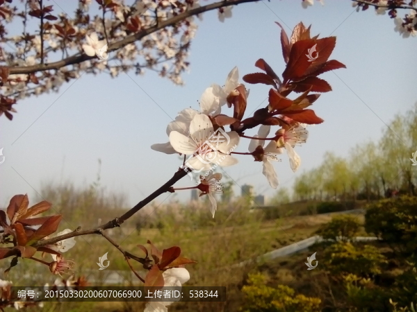 野桃花
