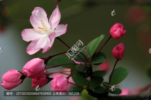 垂絲海棠