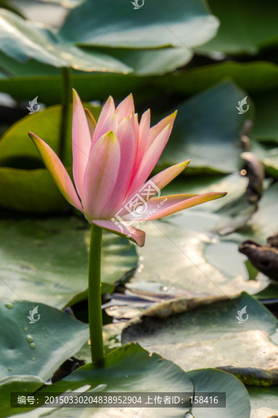 蓮花
