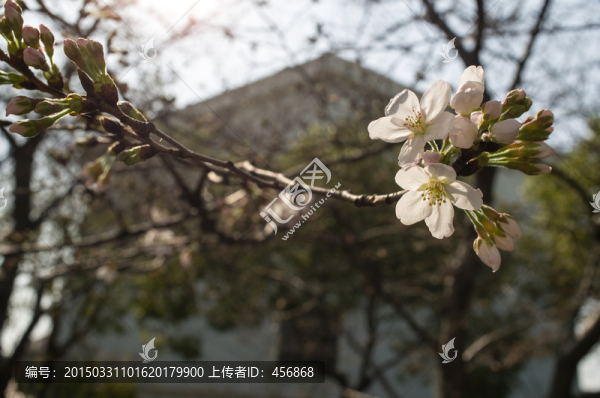 櫻花