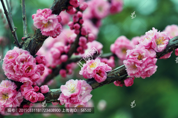 梅花