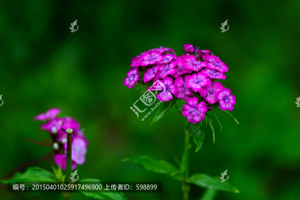 石竹