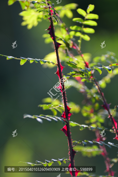 帶刺花枝