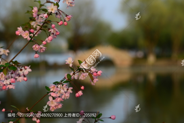櫻花