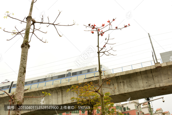 木棉花