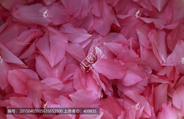 櫻花花瓣