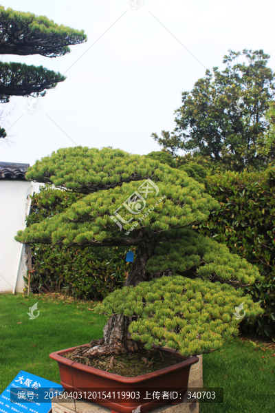 松樹,園藝