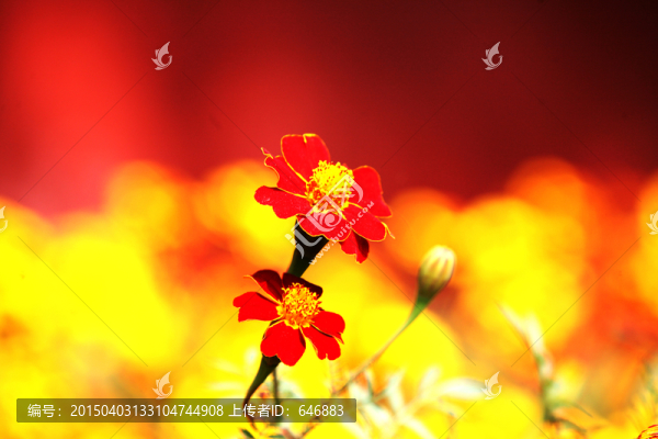 紅花,野花,小花