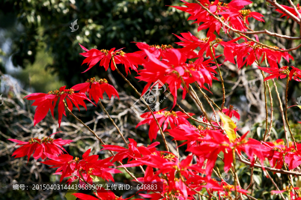 紅葉樹
