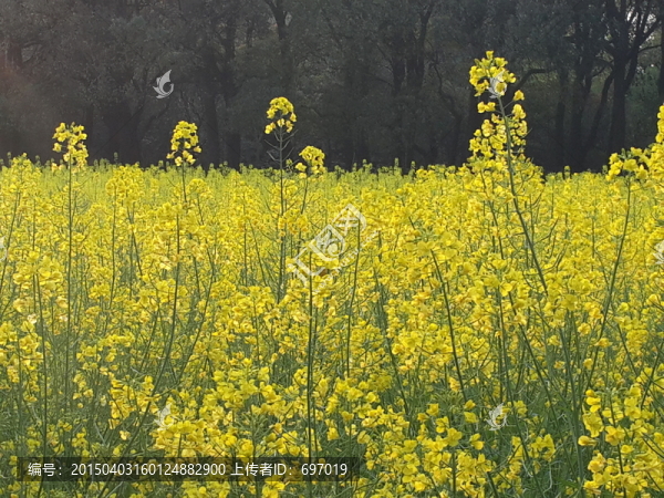 油菜花驕傲盛開(kāi)迎春光