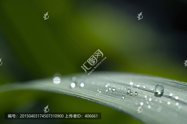 露珠
