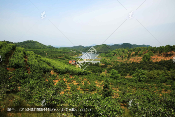果園桔園青山綠水