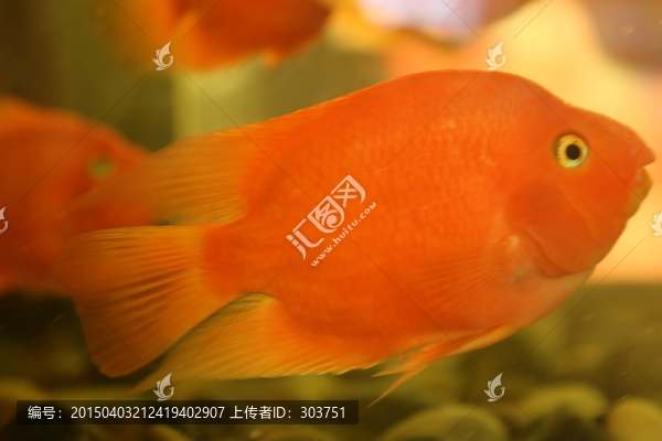 金魚(yú)