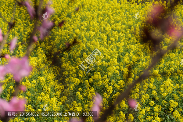 油菜花