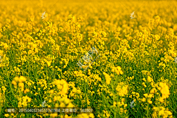 油菜花