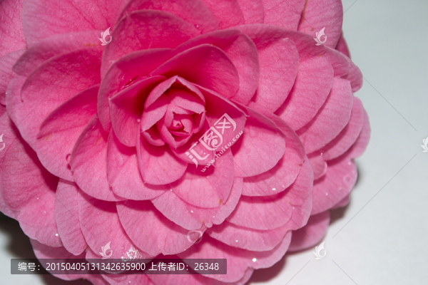 花瓣