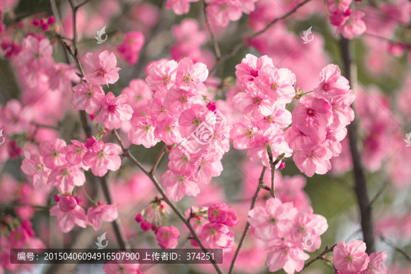 海棠花