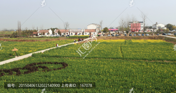油菜花,花海,春天